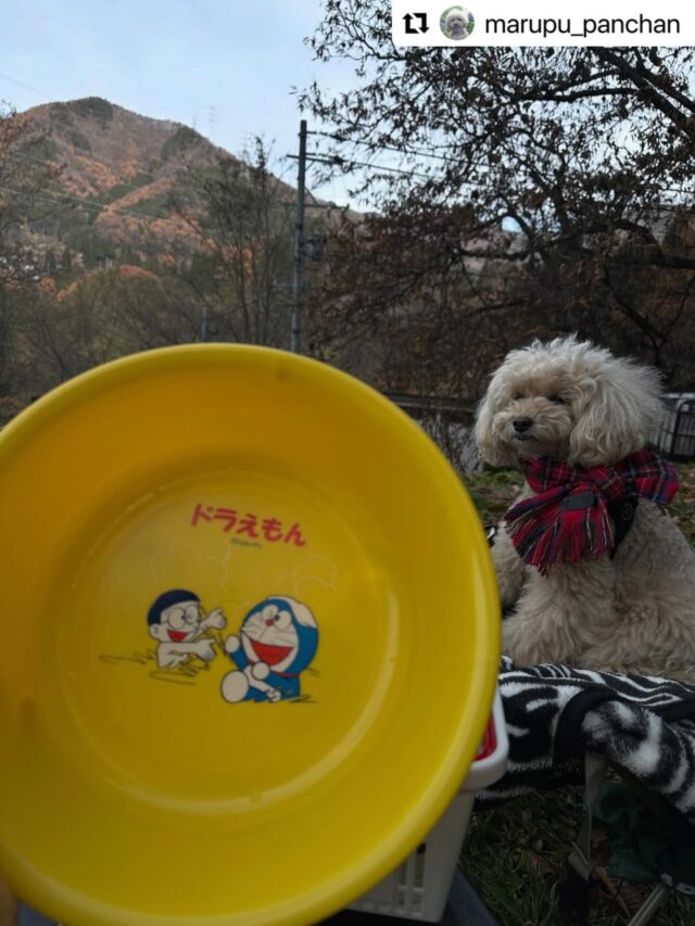 .
キャンプ場のご利用ありがとうございました😊✨✨

#Repost @marupu_panchan with @use.repost
・・・
キャンプ場滞在中は
極上温泉に何度でも入れる⛺️♨️

11月下旬のキャンプ
気温が下がってきたけど
温泉入ってぽかぽかに過ごせました☺️

わんこ連れで
塩素循環なしの
パーフェクト温泉に
行くのが趣味🥰🥰♨️♨️

#子安温泉
#子安温泉キャンプ場
#温泉好き
#温泉巡り
#ドラえもん好き