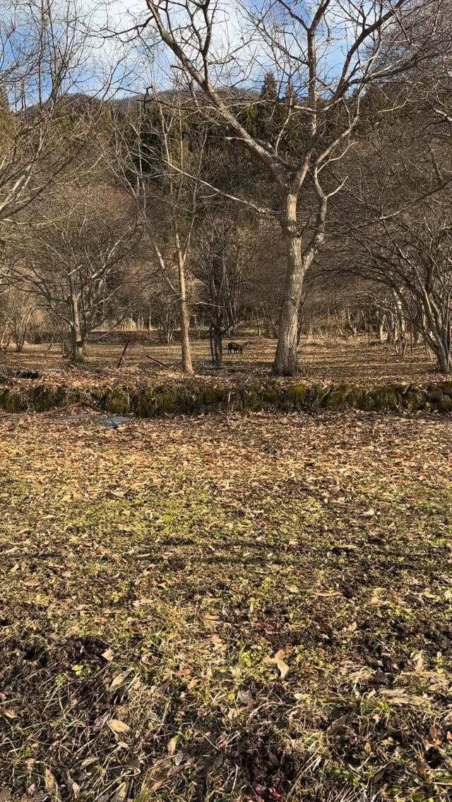 .
昨日出会った
野生のカモシカ
白いおヒゲがかわいい😍